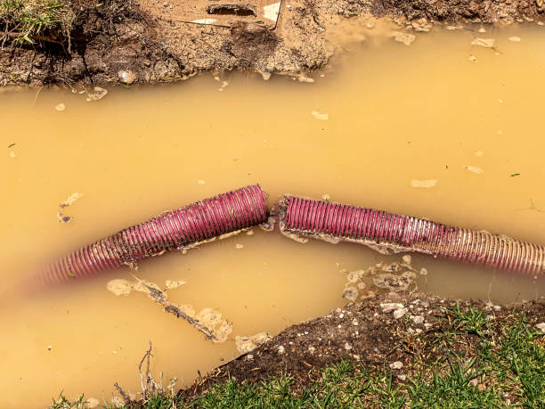 Best Professional water damage repair  in Madison, MN